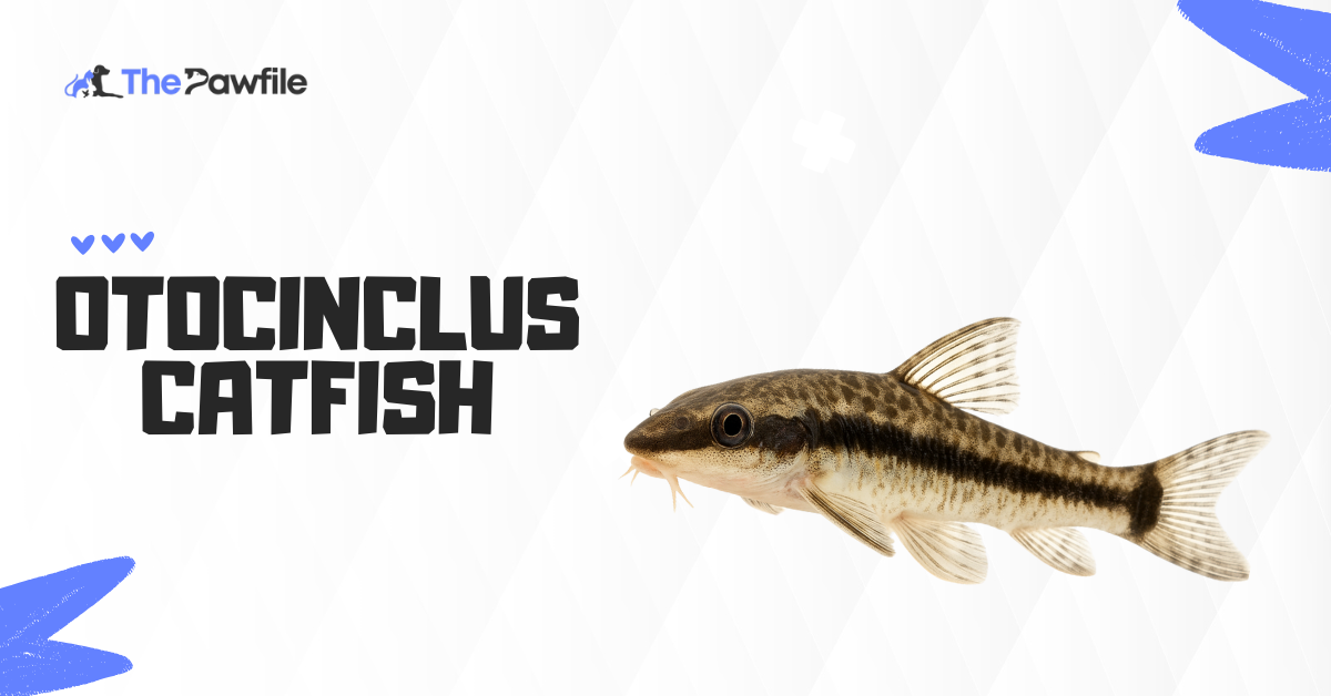 otocinclus