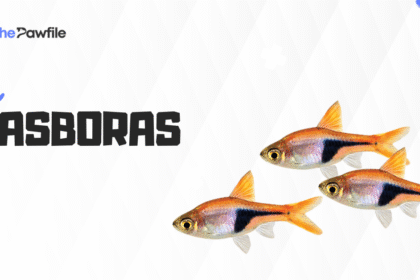rasboras