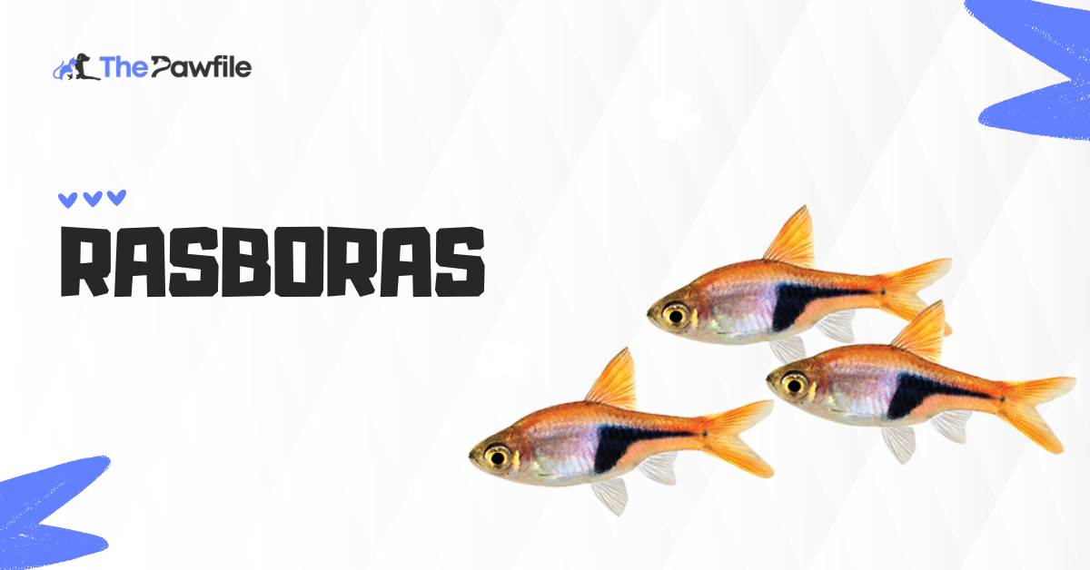 rasboras