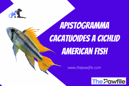 Apistogramma cacatuoides