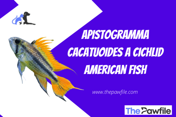 Apistogramma cacatuoides