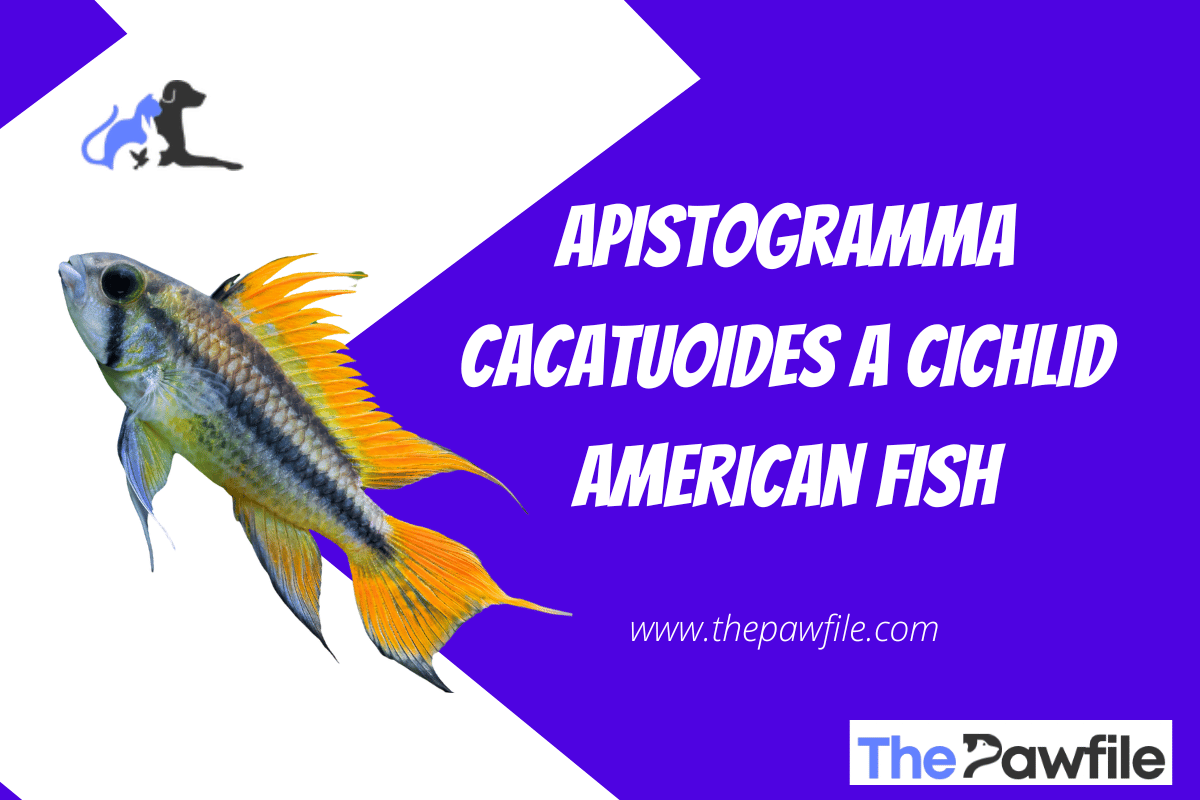 Apistogramma cacatuoides
