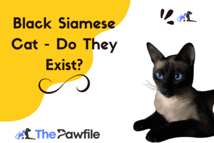black siamese cat