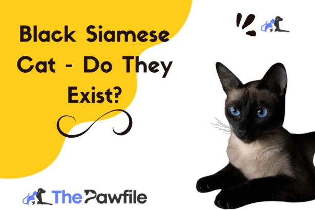 black siamese cat