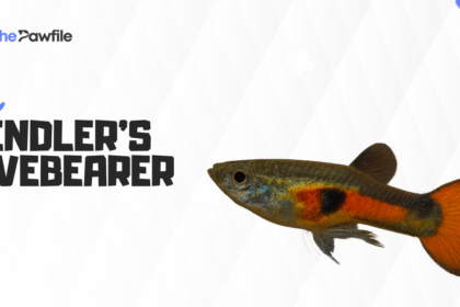 endlers livebearers