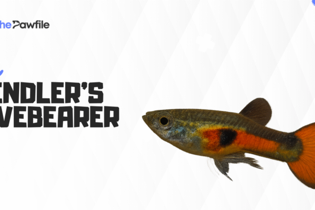 endlers livebearers