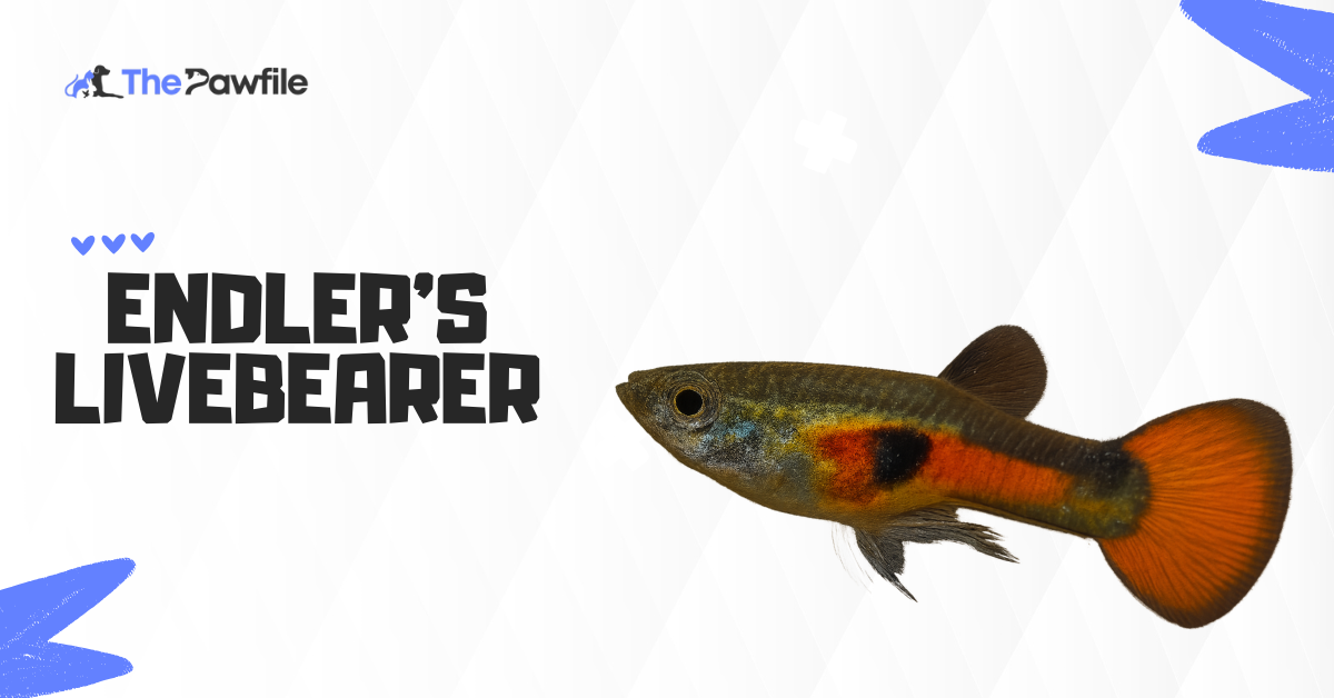 endlers livebearers