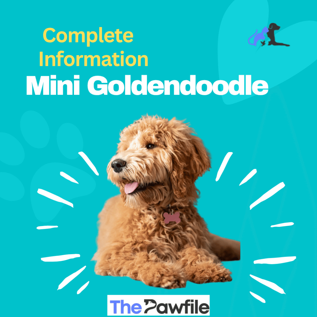 full grown mini goldendoodle