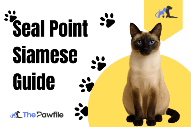 seal point siamese