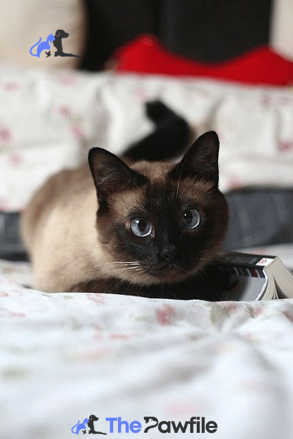 black siamese cat