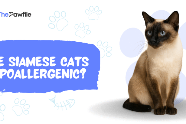 are siamese cats hypoallergenic