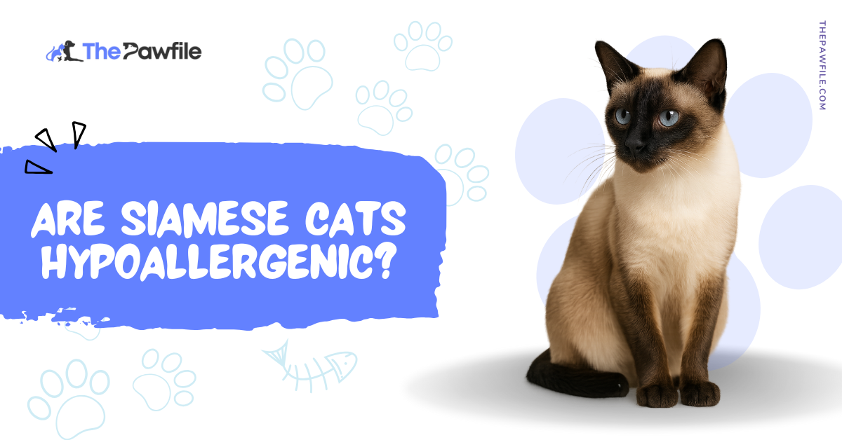 are siamese cats hypoallergenic