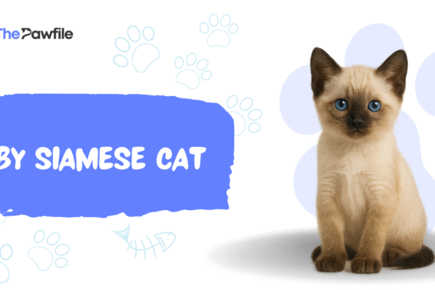 baby siamese cat