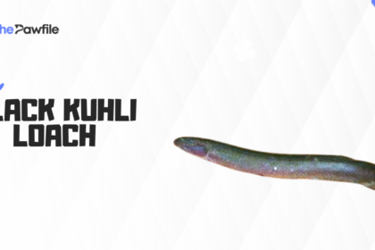 black kuhli loach