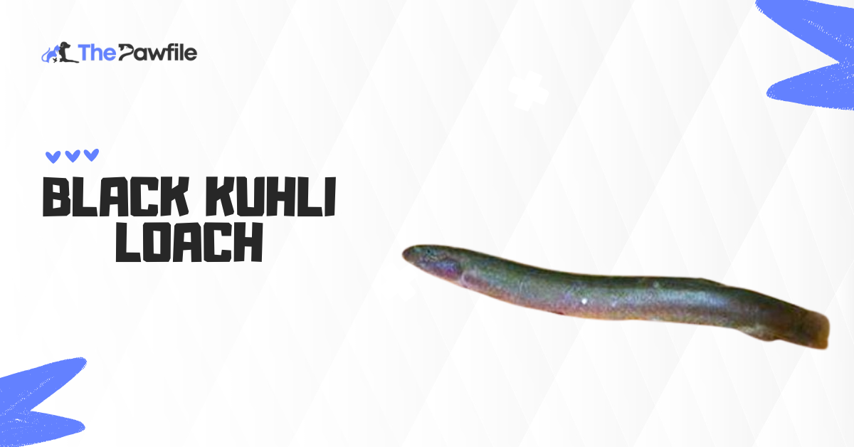 black kuhli loach
