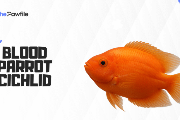 Blood Parrot Cichlid