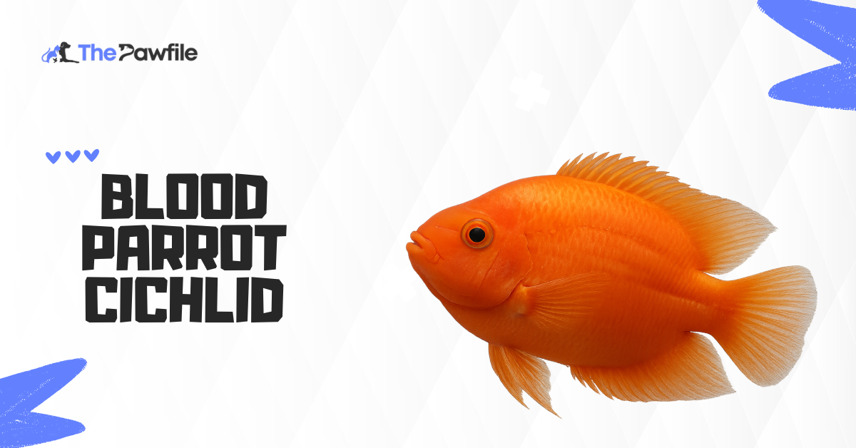 Blood Parrot Cichlid