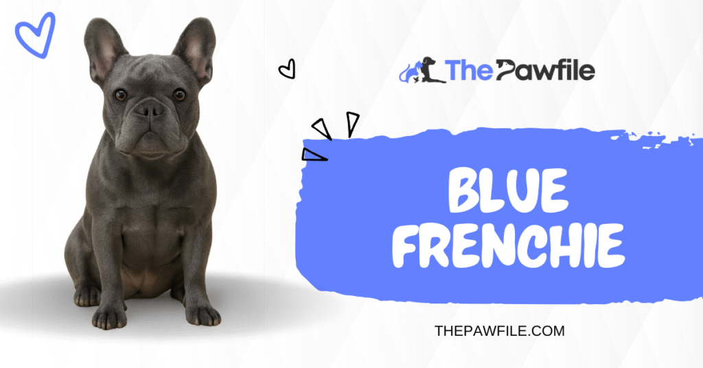 Blue Frenchie