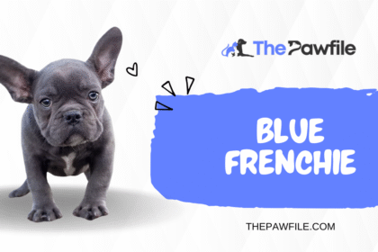 Blue Frenchie