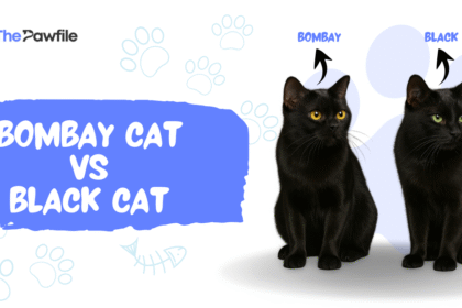 Bombay Cat vs Black Cat