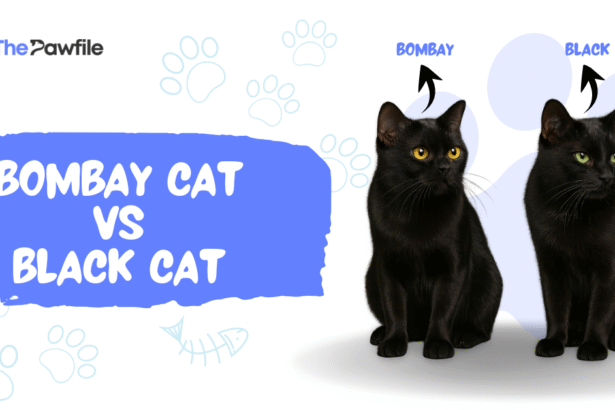 Bombay Cat vs Black Cat