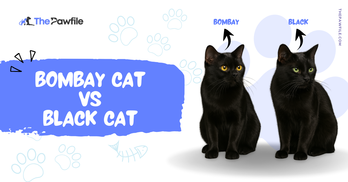 Bombay Cat vs Black Cat