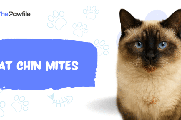 cat chin mites