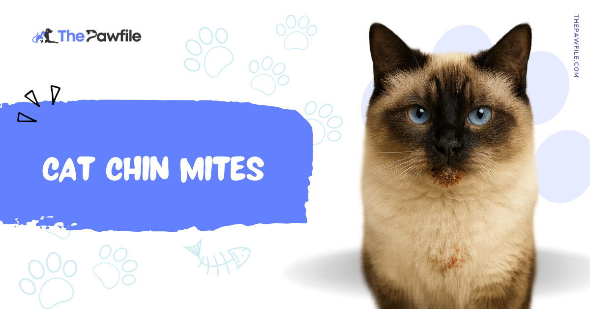 cat chin mites