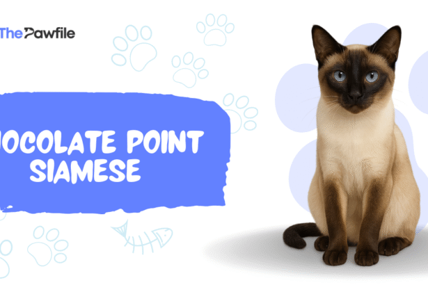 Chocolate Point Siamese