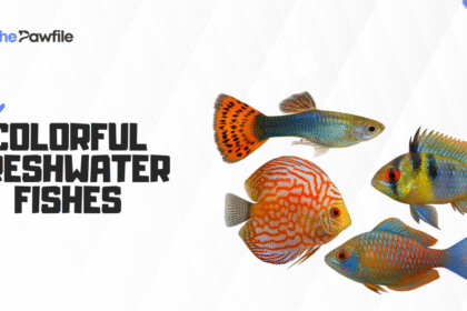 colorful freshwater fish