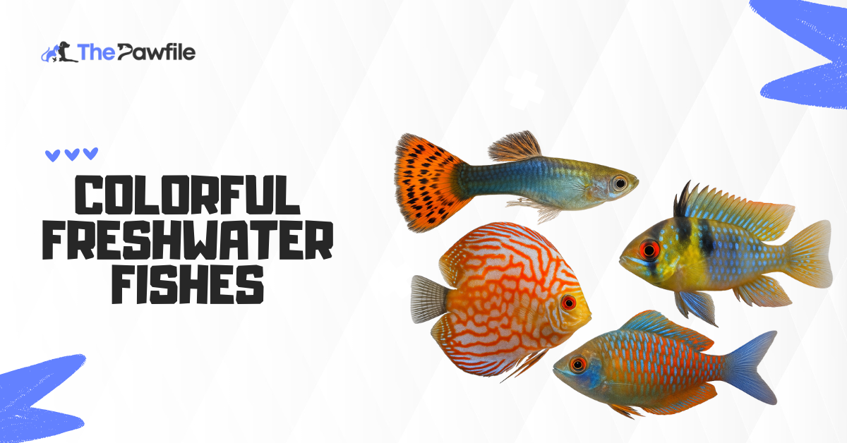 colorful freshwater fish