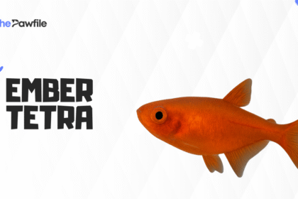 ember tetra