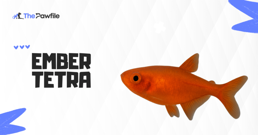 ember tetra