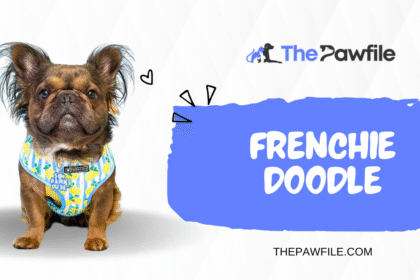 frenchie doodle
