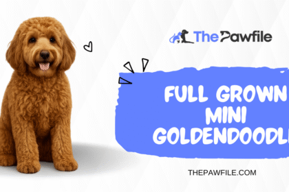 full grown mini goldendoodle