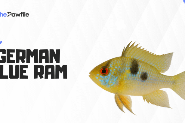 german blue ram