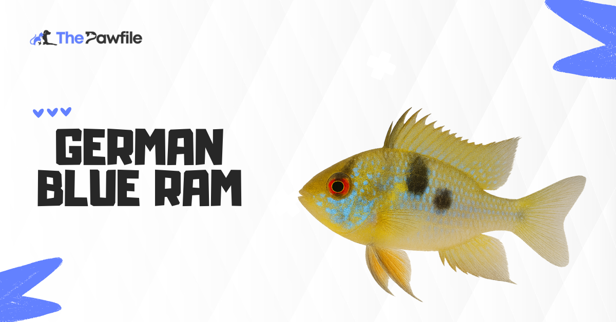 german blue ram