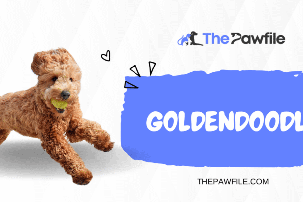 goldendoodle