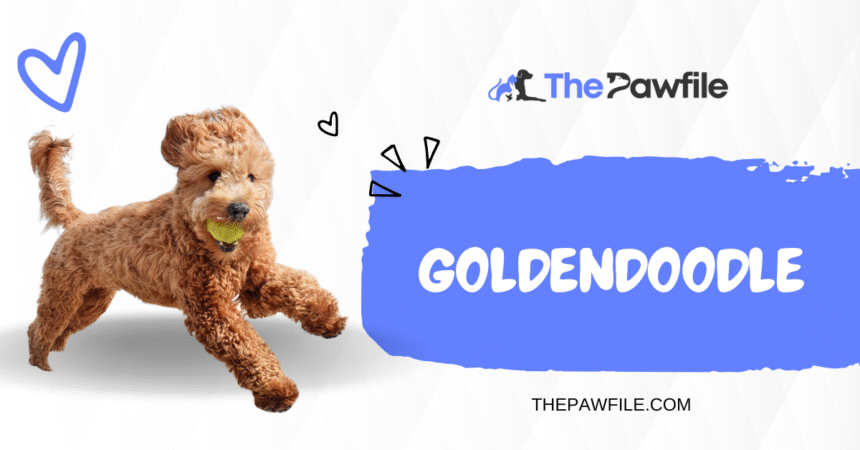 goldendoodle