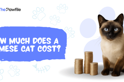 how much is a siamese cat