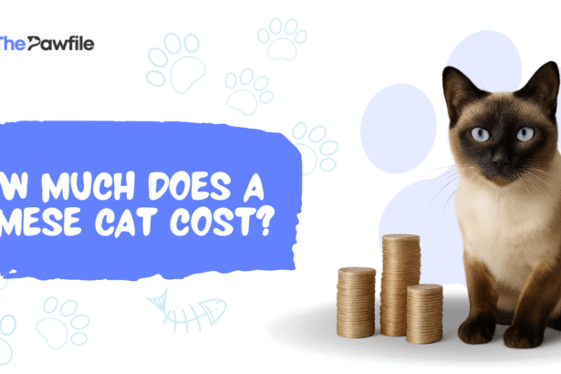 how much is a siamese cat