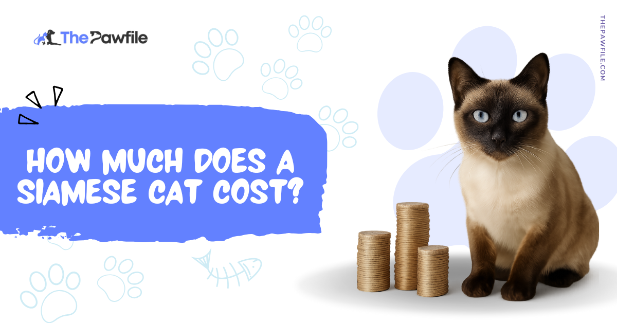 how much is a siamese cat