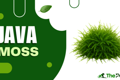 java moss