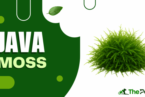 java moss