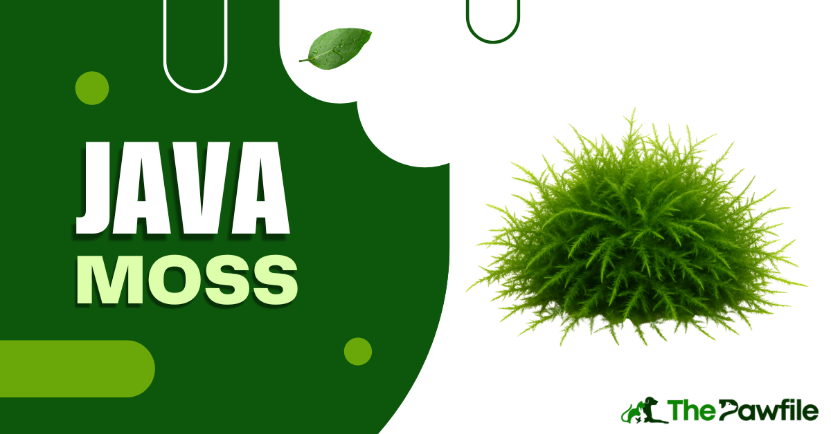 java moss
