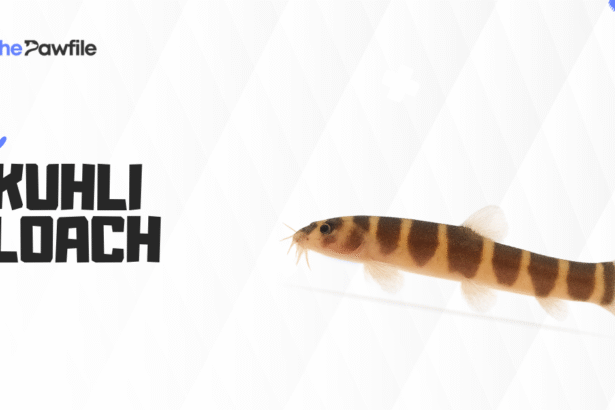 kuhli loach