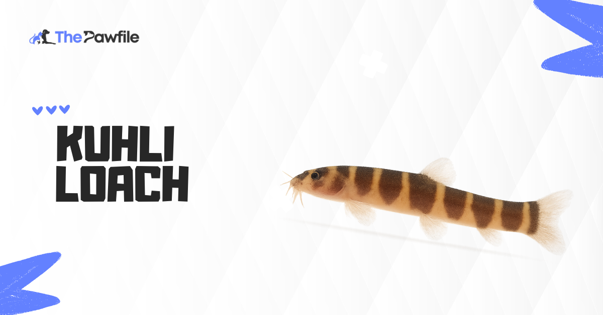 kuhli loach