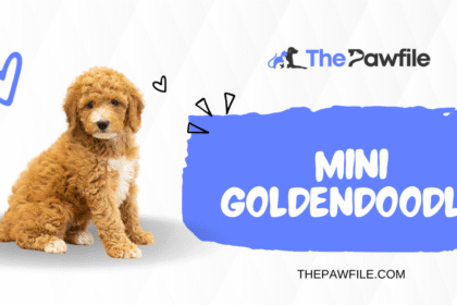 mini goldendoodle