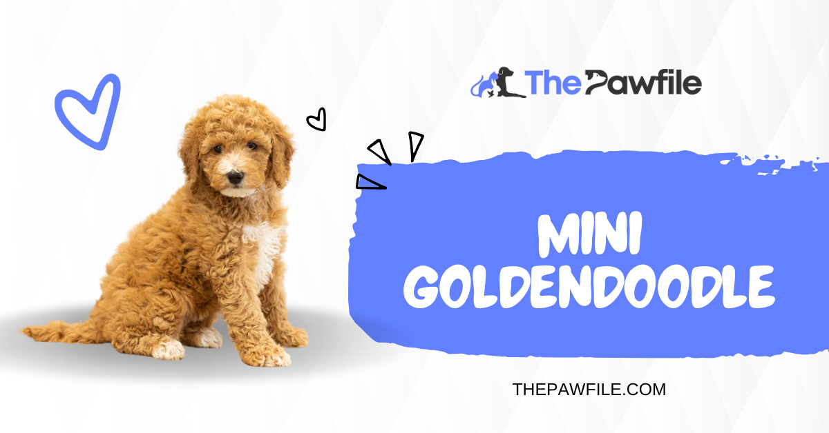 mini goldendoodle