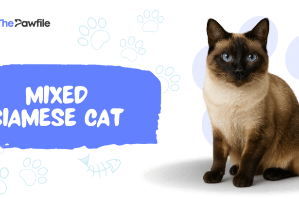 Mixed Siamese Cat
